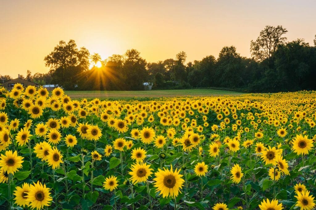 sunflower field jarrettsville maryland