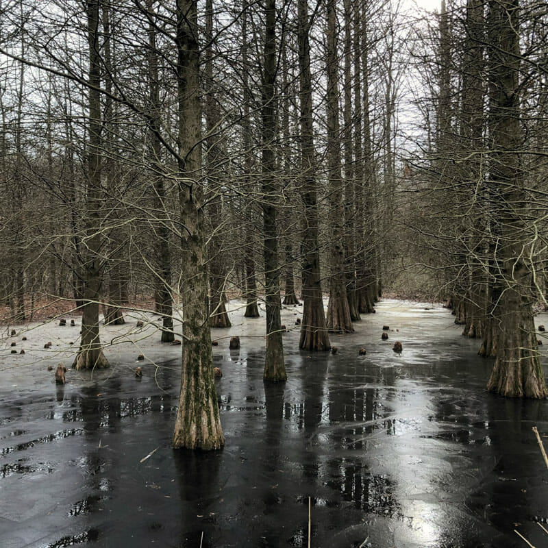 Crothers Perryman Cypress trees Maryland