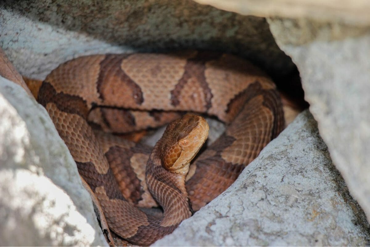 copperhead snake harford county maryland