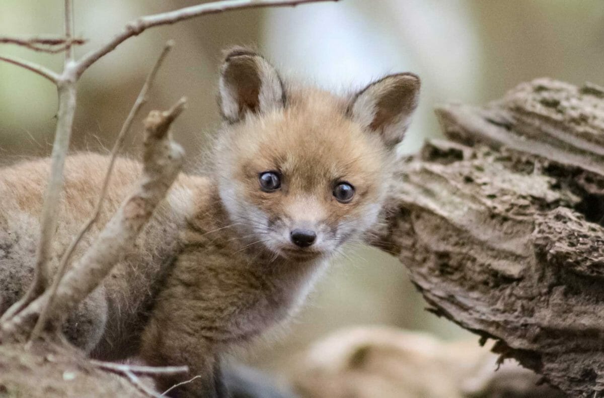 fox kit maryland wildlife harford county