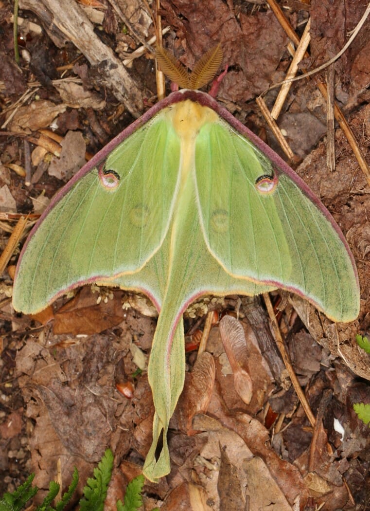 luna moth